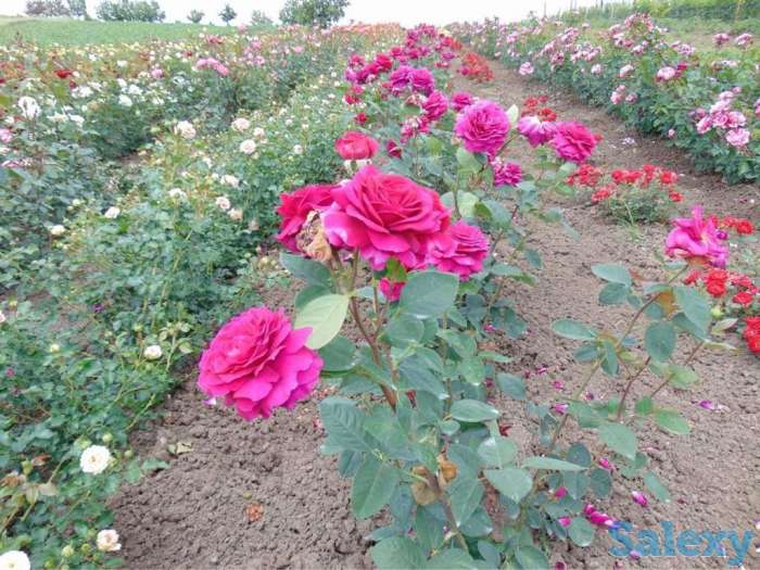 Саженец розы вьющейся и плетистой Сербия, фотография 3