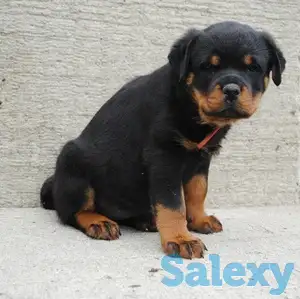 Куплю щенка породы Ратвейлера., фотография 1