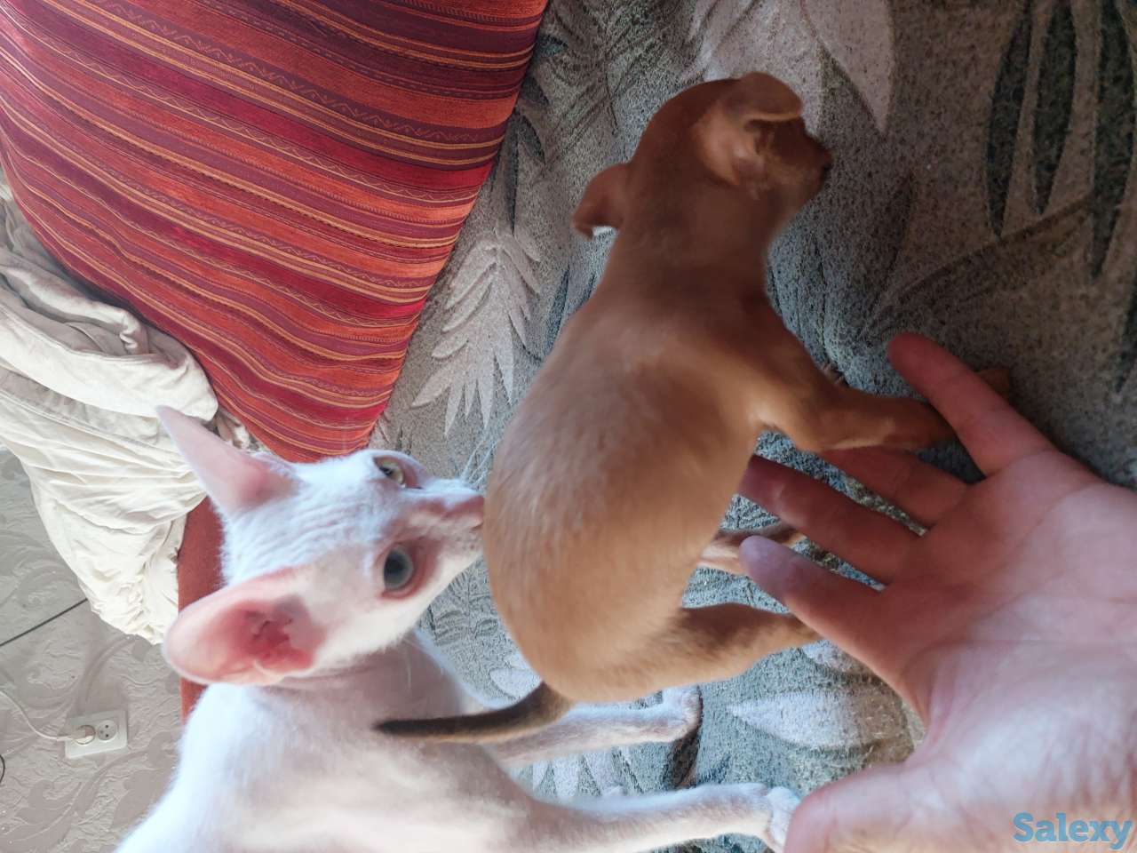 Тойчик, девочка, суперминик., фотография 1