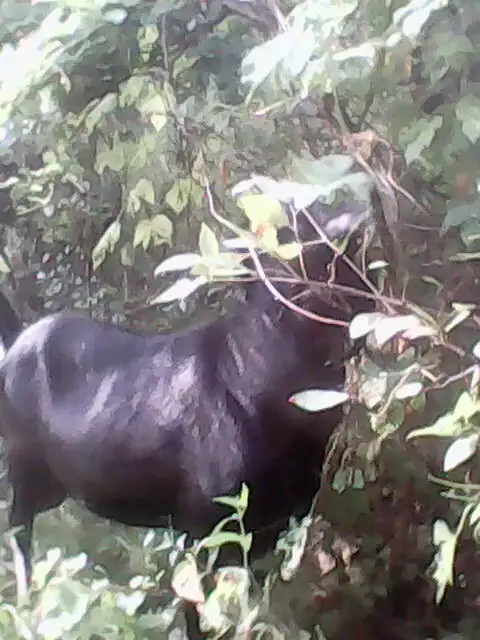 Продам стадо коз 82 головы, фотография 7