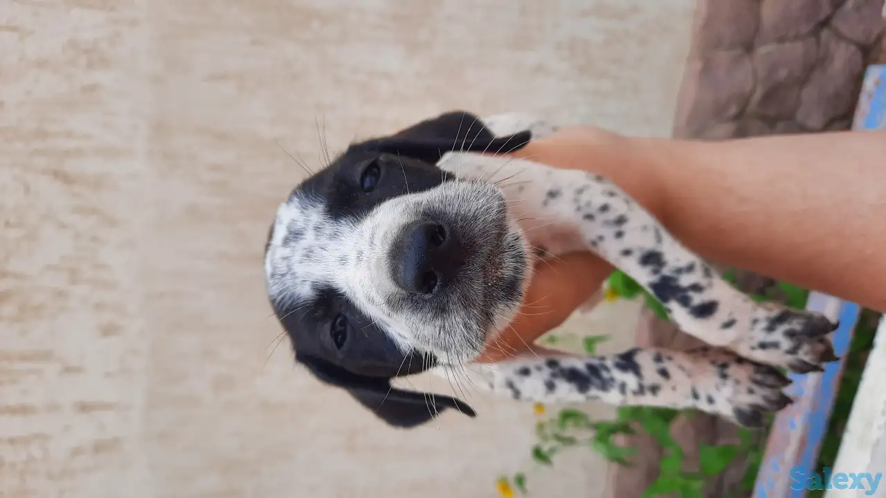 продам щенков, порода курцхаар, фотография 4