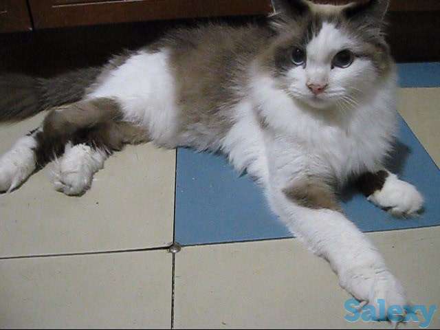 Кот породы Рэгдоллы, фотография 2