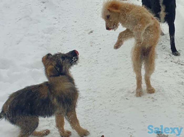 Щеночек ищет хозяина, фотография 4