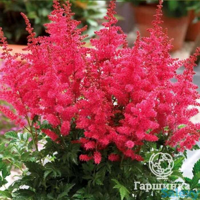 Астильба Юник Кармин, фотография 1