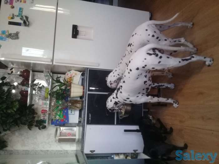 Продам щенков Далматина, фотография 2