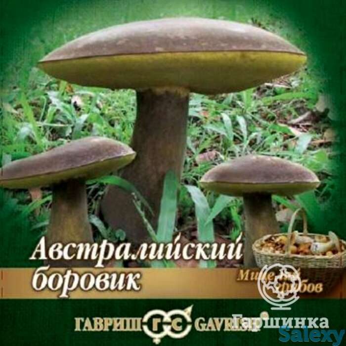 Боровик Австралийский на зерновом субстрате 15мл, фотография 1