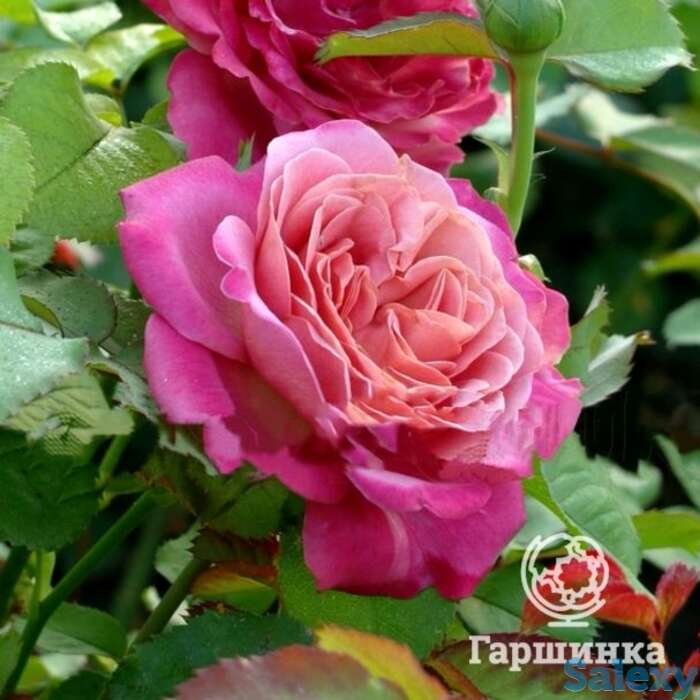 Роза агнес шиллигер, гийо, фотография 1