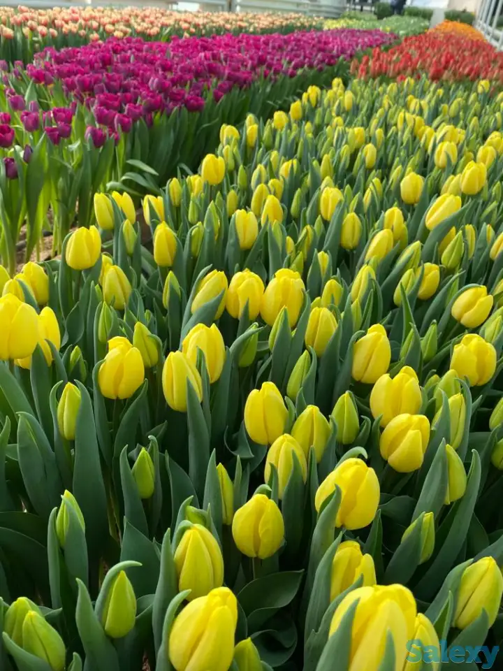 Тюльпаны оптом, фотография 5