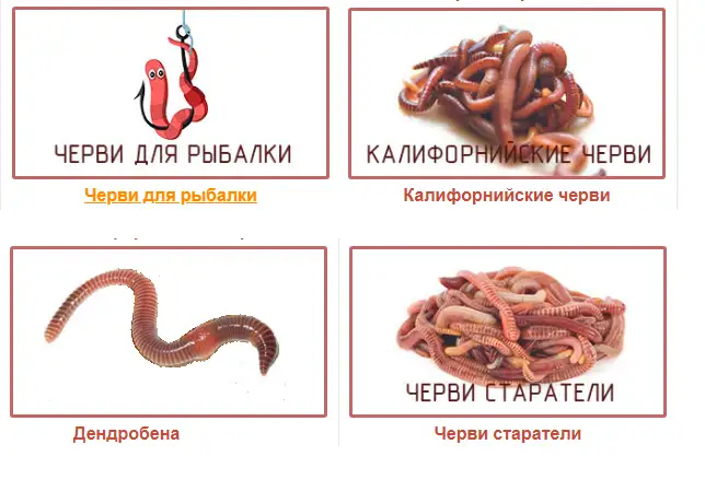 Вермикомпост - биогумус. Органическое удобрение, фотография 7