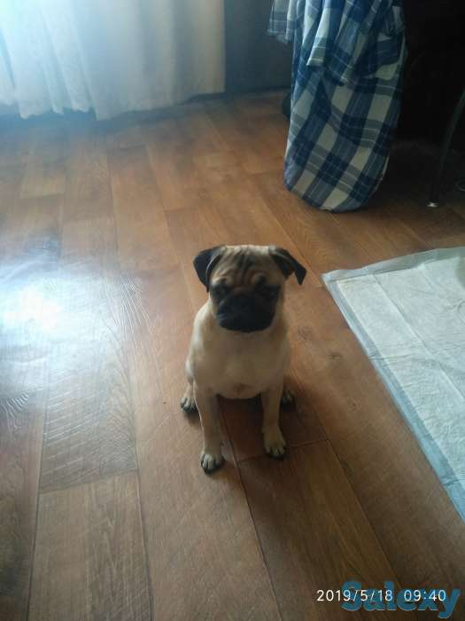 Продам, собачку мопса. Шесть месяцев, с элитного питомника. Приучина ходить  в туалет на улицу., фотография 2