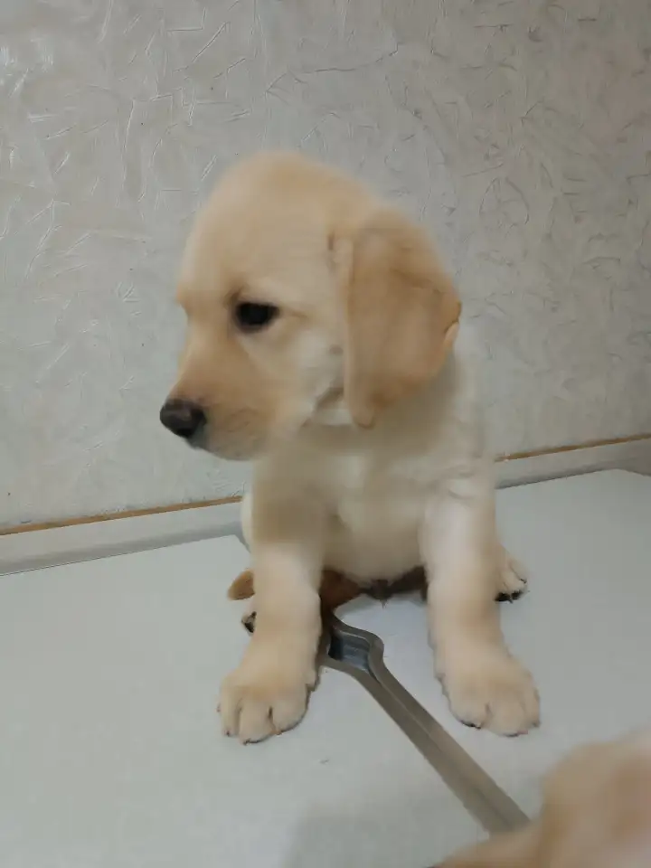 Щенки Лабрадор ретривер, фотография 11