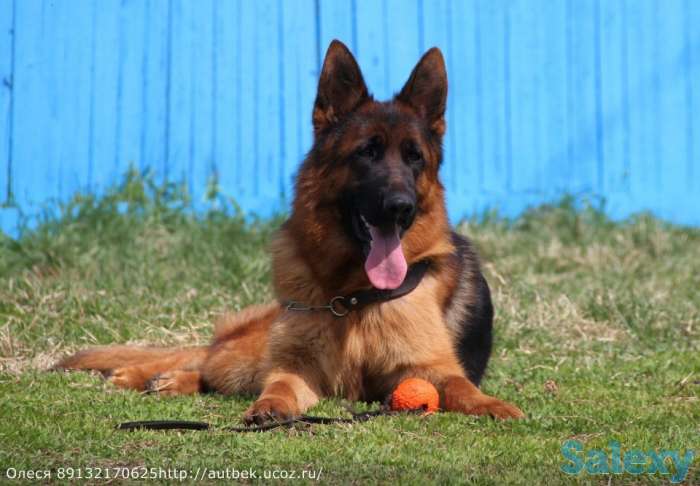 Продам щенков немецкой овчарки, фотография 2