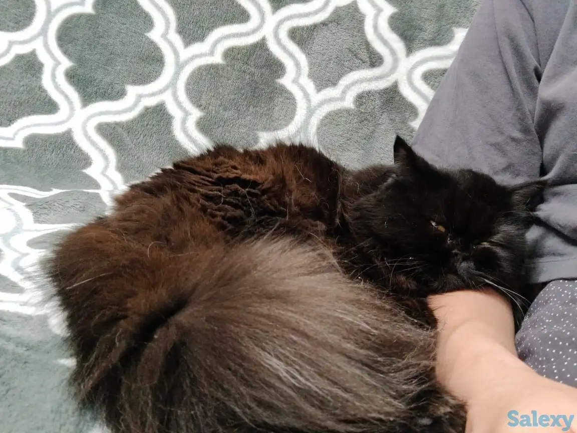 Кошка ищет дом, фотография 1