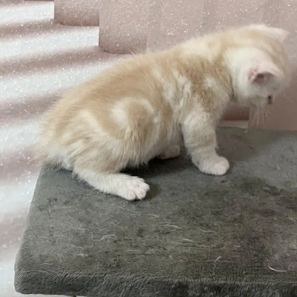 Шотландские котята, фотография 3