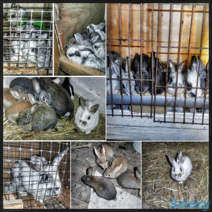 Кролики, фотография 1