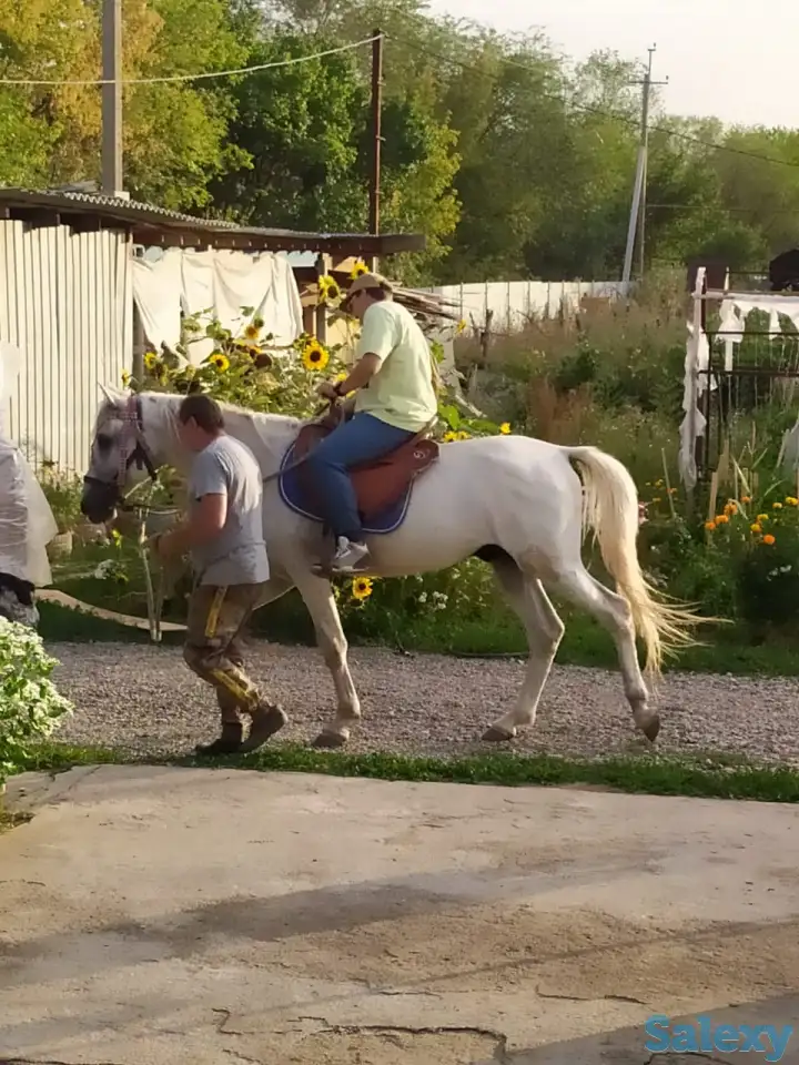 продам коня и пони, жеребят, фотография 2