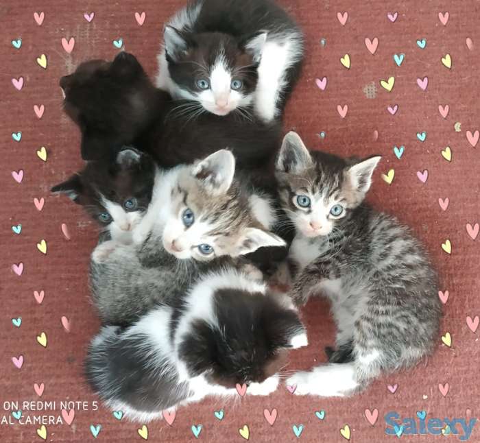 Отдам котят в хорошие руки, мать примесь турецкого вана, фотография 1