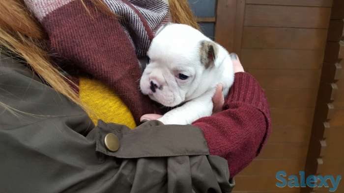 Лапочки-дочки, фотография 4