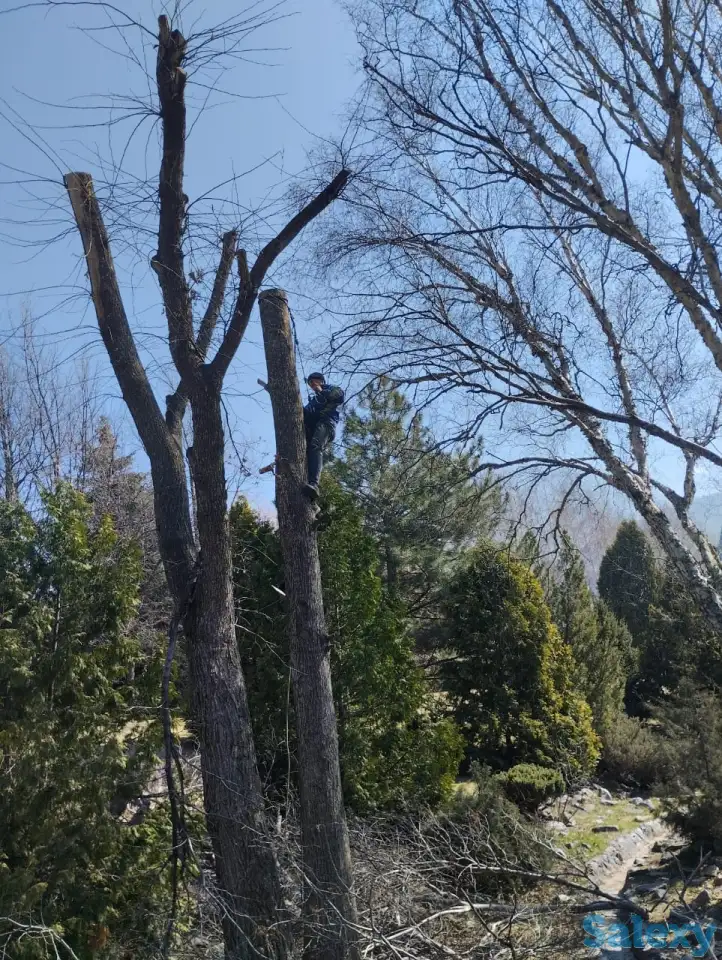 Спил, сруб деревьев, обрезка, кронировка, выкорчевка пней, фотография 2