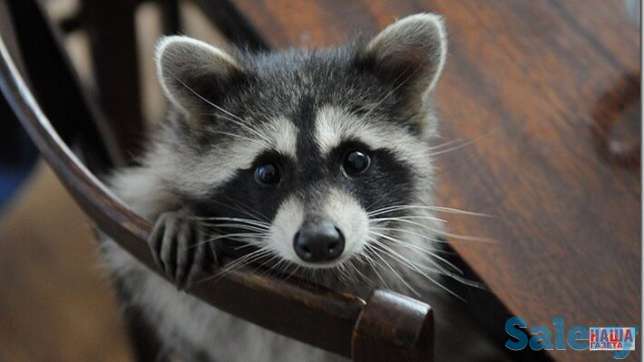 Малышка полоскун, фотография 1