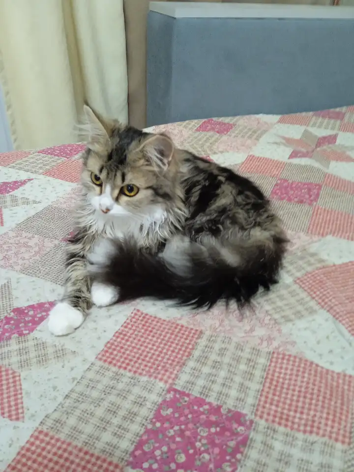 Отдаю кошку в хорошие руки связи с переездом, фотография 1