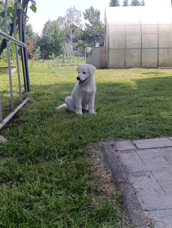 Щенок белой швейцарской овчарки, фотография 6