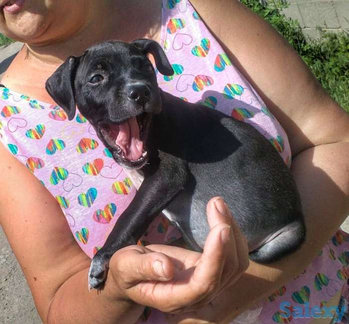 Стаффодширский терьер, фотография 1