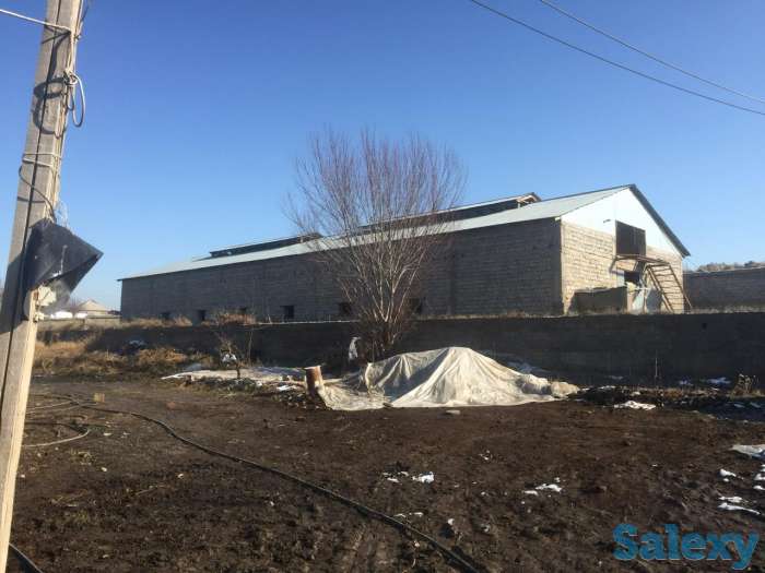 Сарай, теплица, Жаңа арық, фотография 2