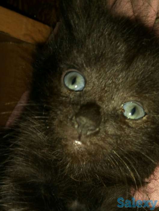 Котят в хорошие руки, фотография 3