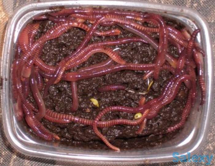 Черви навозные (живая наживка для рыбалки), фотография 3