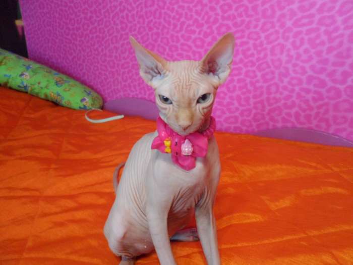 Продам котёнка канадского сфинкса, фотография 1