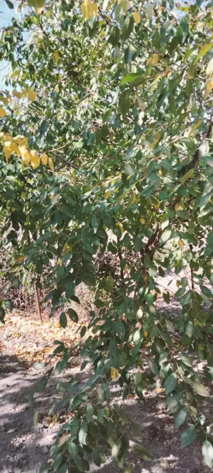 Продается дом, 74,1 кв.метра, тупик Некрасова 7, фотография 13