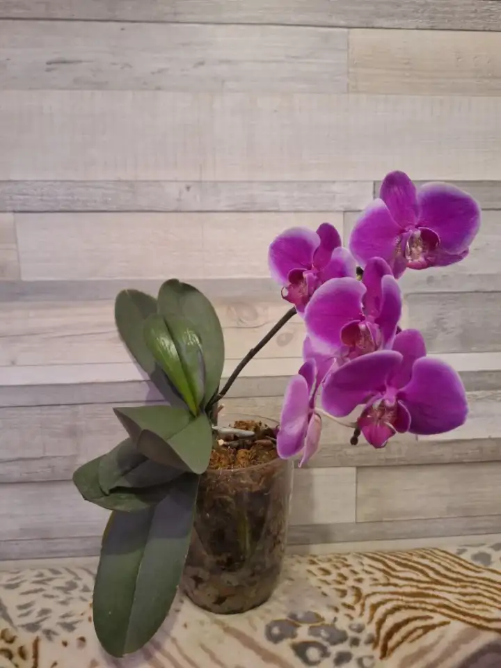 Продам орхидеи, фотография 3