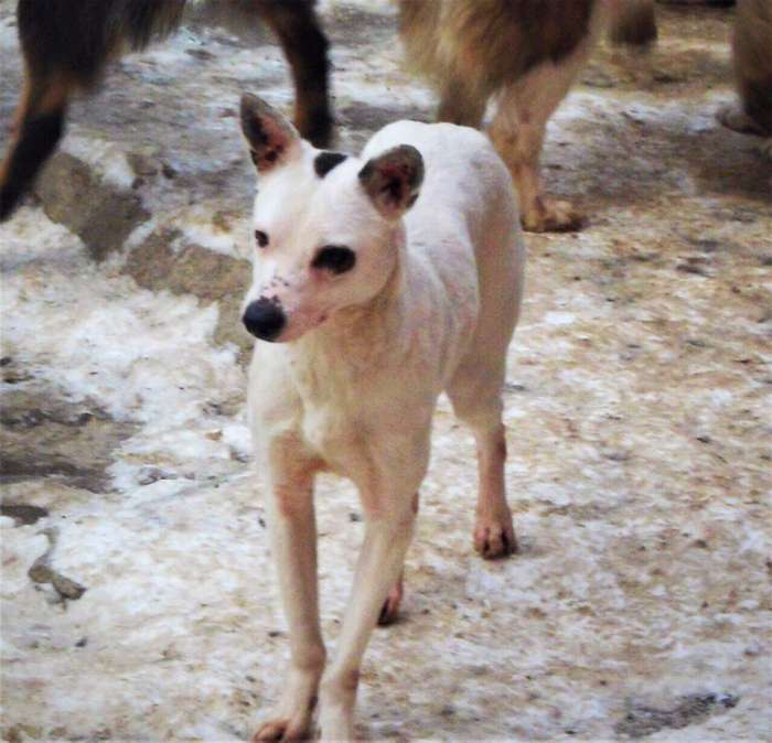 Отдается в добрые руки Ева, фотография 2