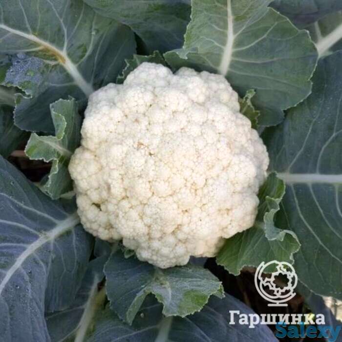 Семена Капуста цветная Сноуболл 123, фотография 1