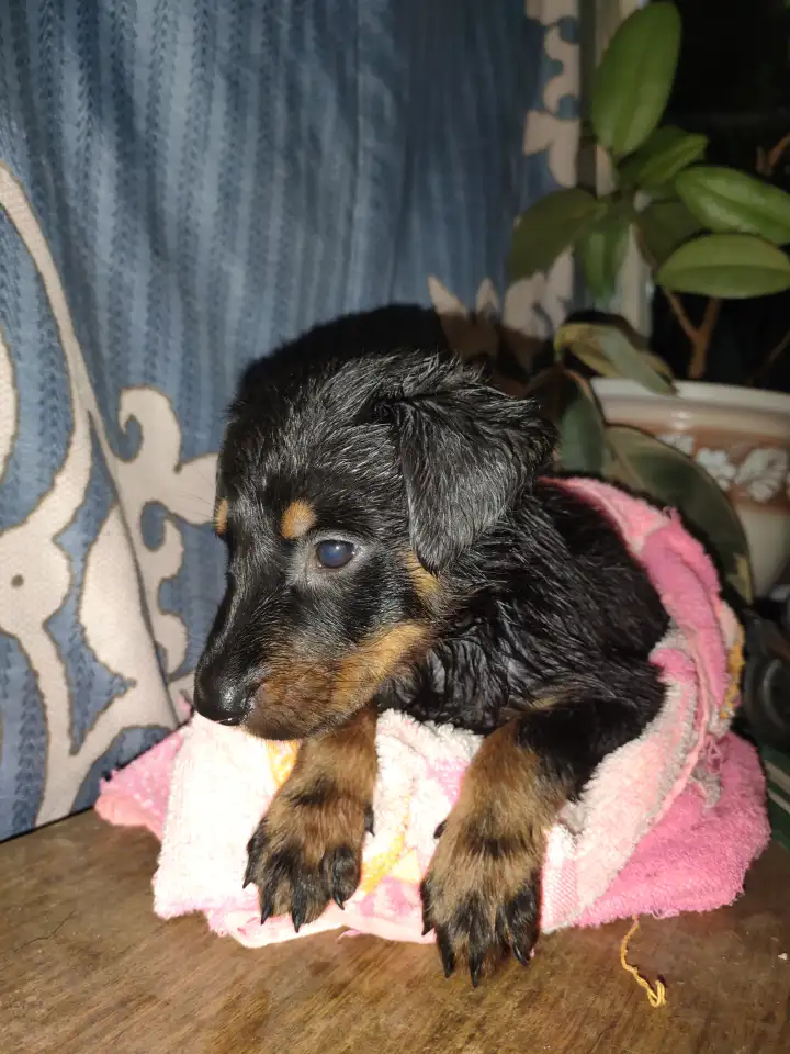 Щенки Босероны, фотография 4