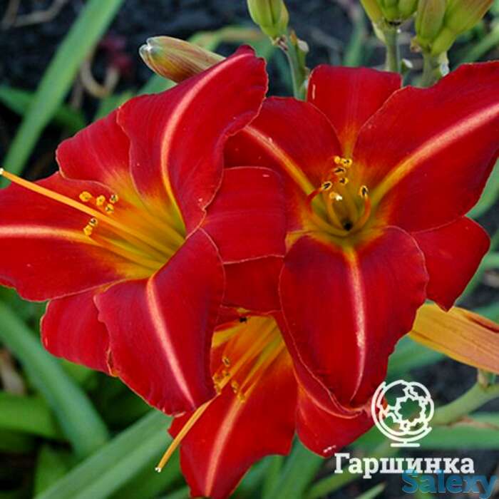 Лилейник Чикаго Файр, фотография 1