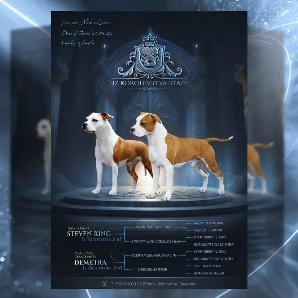 Американский стаффордширский терьер щенки продажа, фотография 11