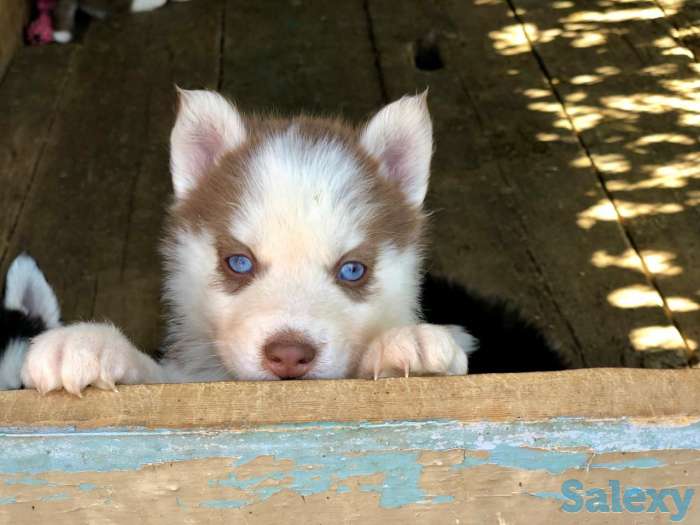 Сибирские Хаски, фотография 4