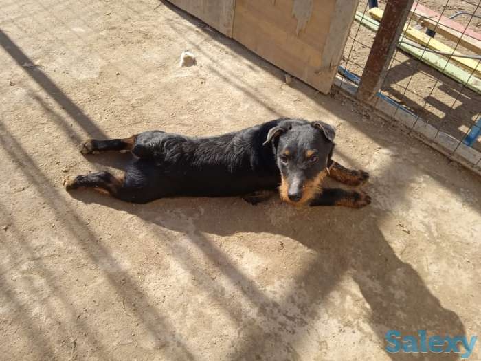 Ягдтерьер, фотография 3