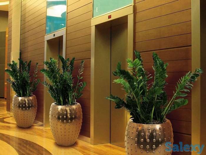 Озеленение помещения. Офисов, торговых помещений. Развлекательных мест., фотография 3