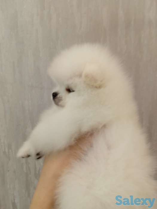 Померанский шпиц белого, патиколорного, мерле окрасов, фотография 5