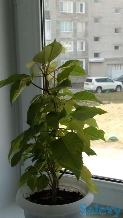 Пуансеттия (Клён счастья), фотография 1