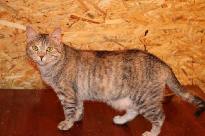 Отдаем в заботливые руки Мусеньку., фотография 1