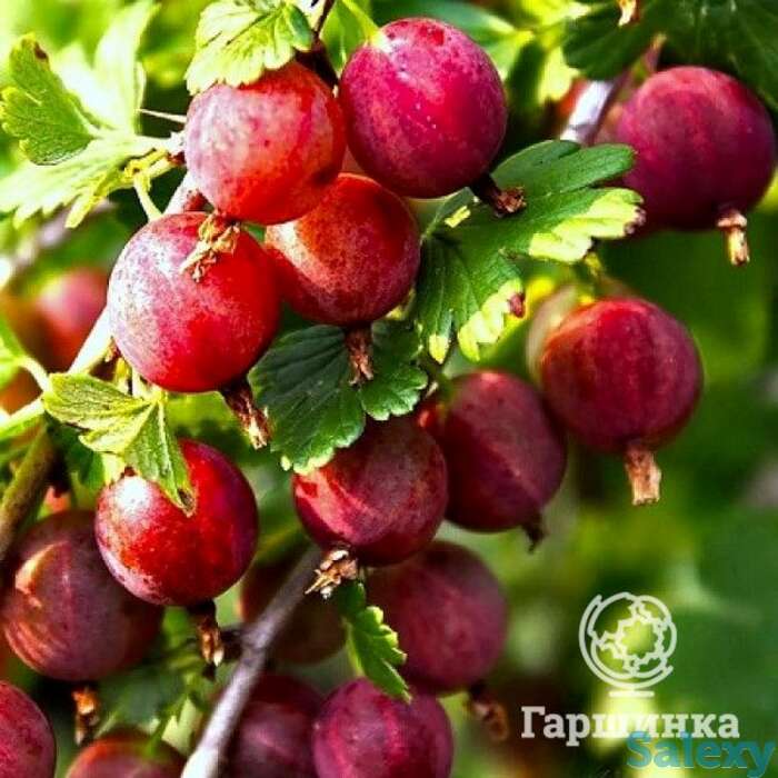 Крыжовник Балет, фотография 1