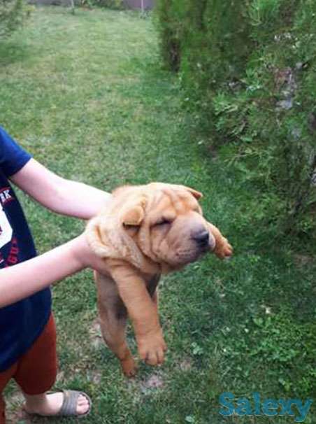 Продам. Щенки шарпея, фотография 1