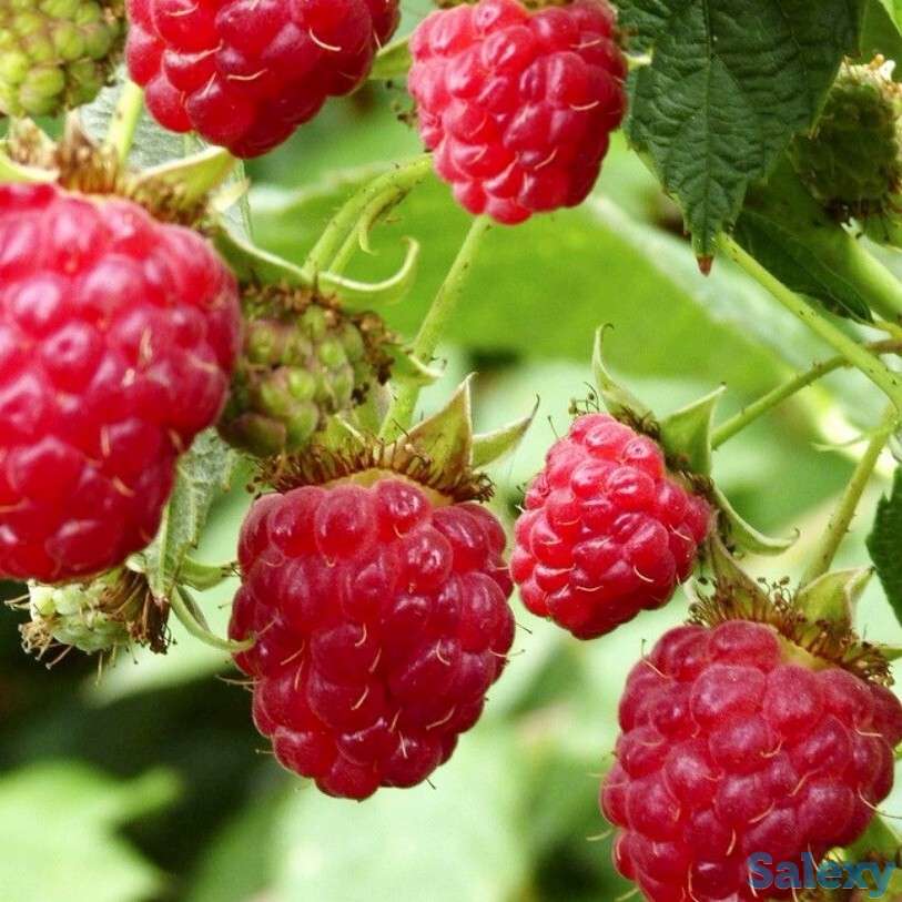 Саженцы малины 