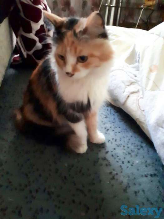 Матильда ждёт своих хозяев!, фотография 1