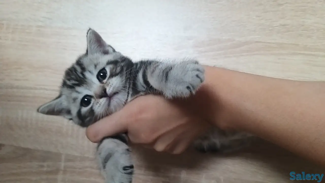 Продам шотландских котят, фотография 2