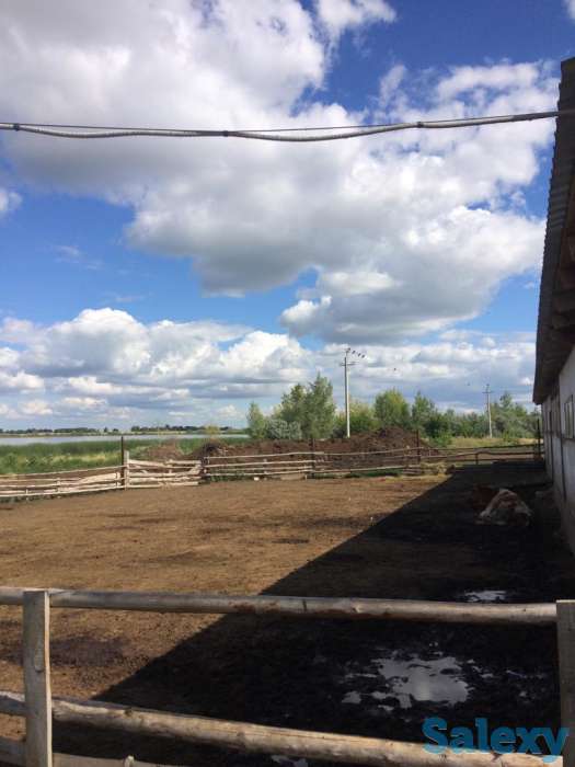 Продаётся животноводческая ферма, фотография 7